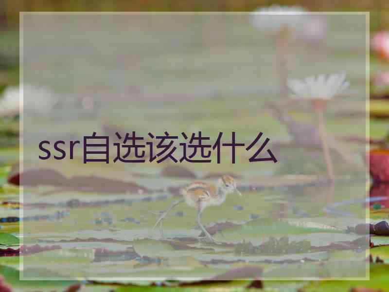 ssr自选该选什么