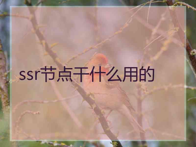 ssr节点干什么用的