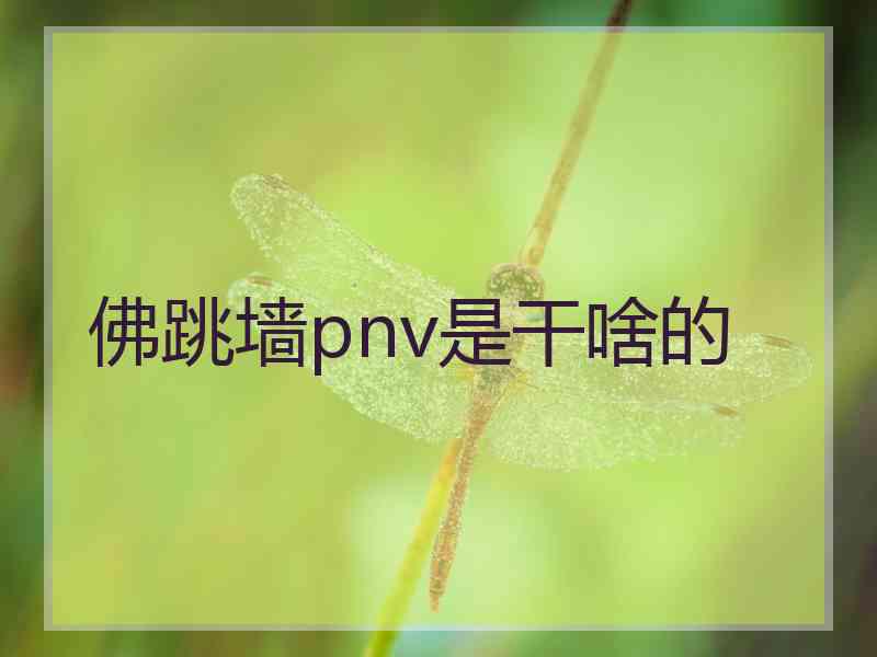 佛跳墙pnv是干啥的