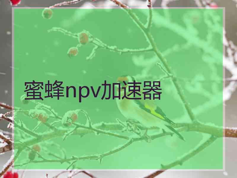 蜜蜂npv加速器