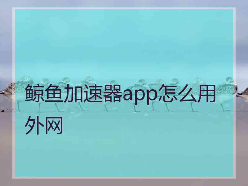 鲸鱼加速器app怎么用外网