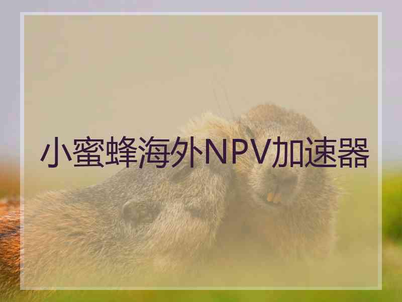 小蜜蜂海外NPV加速器