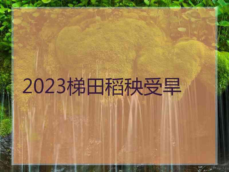 2023梯田稻秧受旱